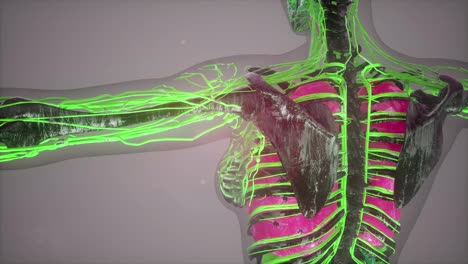 Escaneo-De-órganos-Internos-Humanos-A-Color